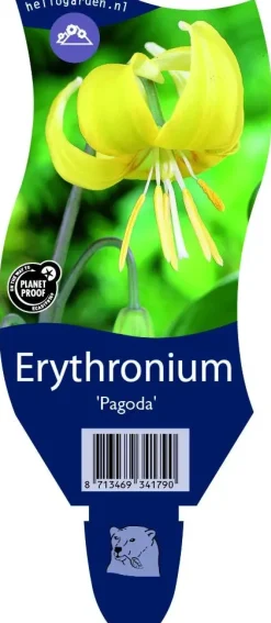 Erythronium 'Pagoda' (Gele Hondstand)