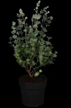 Eucalyptus gunnii 'Azura' (Cider-eucalyptus 'Azura')