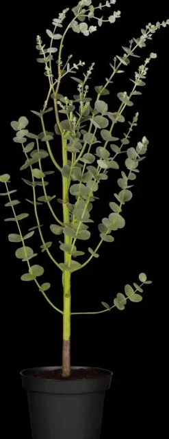 Eucalyptus gunnii (Cider-eucalyptus)