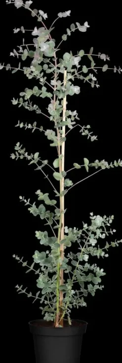 Eucalyptus gunnii (Cider-eucalyptus)