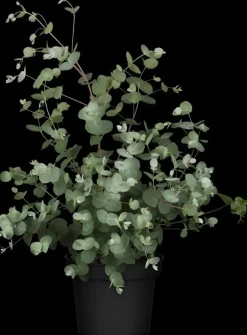 Eucalyptus gunnii (Cider-eucalyptus)
