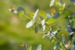 Eucalyptus gunnii (Cider-eucalyptus)