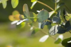 Eucalyptus gunnii (Cider-eucalyptus)