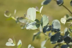 Eucalyptus gunnii (Cider-eucalyptus)