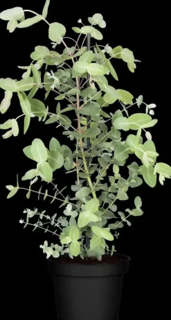 Eucalyptus gunnii (Cider-eucalyptus)