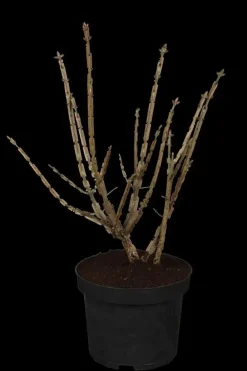 Euonymus alatus (Kardinaalsmuts)