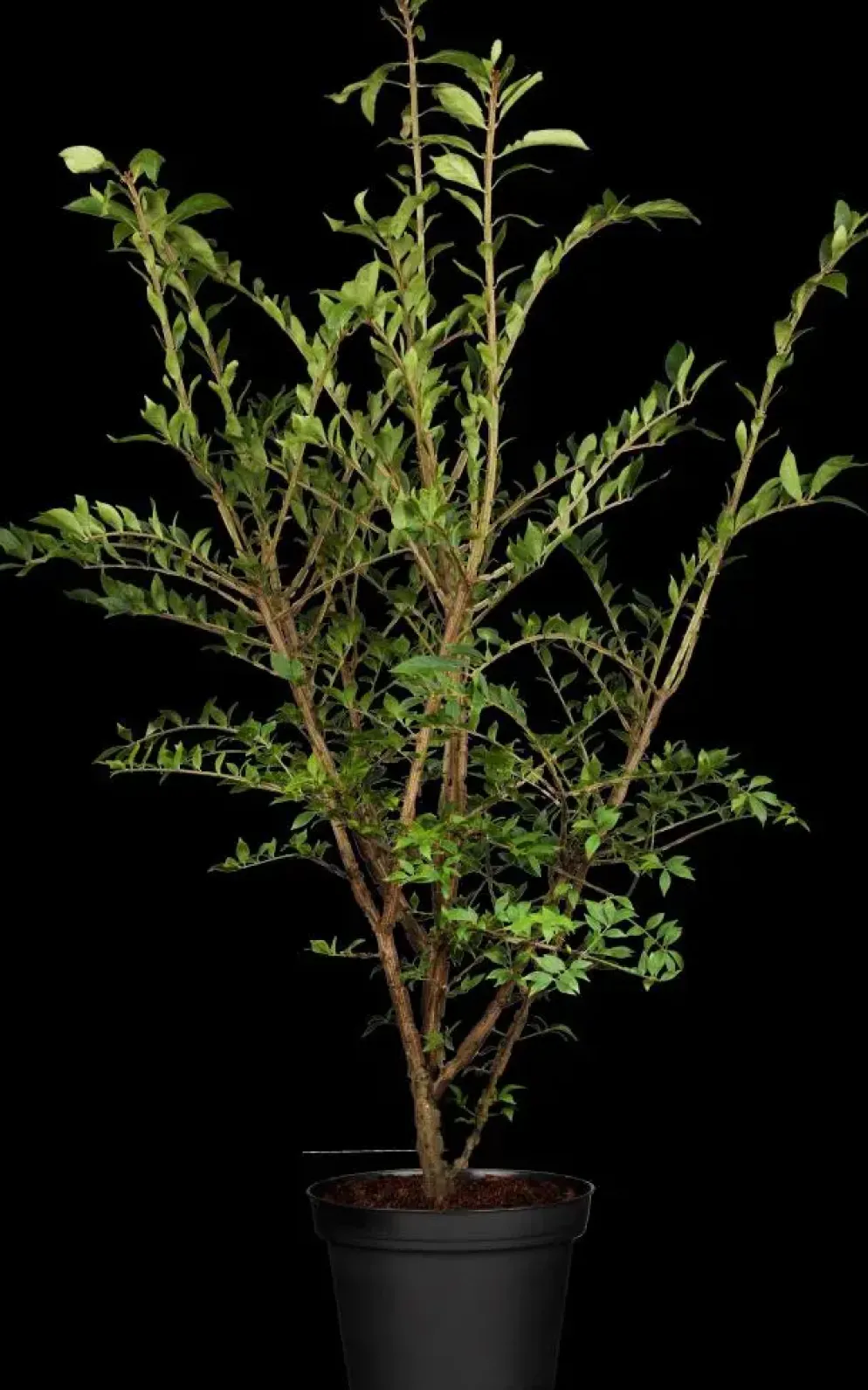 Euonymus alatus (Kardinaalsmuts)