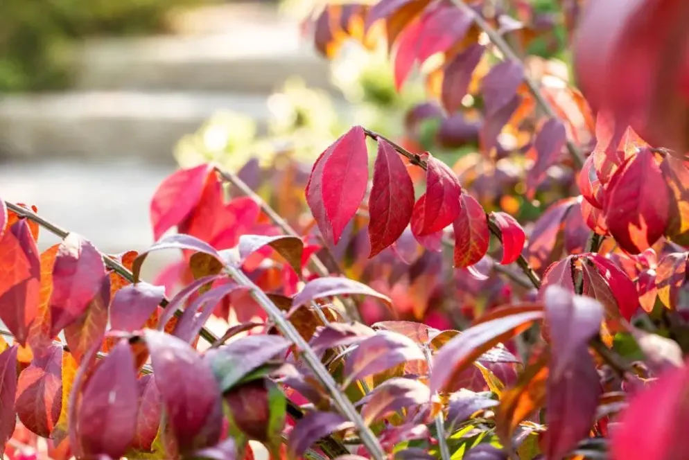 Euonymus alatus (Kardinaalsmuts)