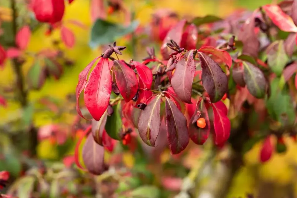 Euonymus alatus (Kardinaalsmuts)