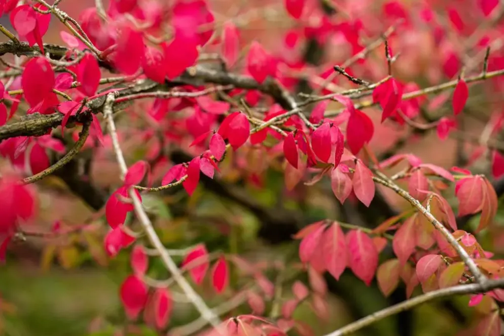 Euonymus alatus (Kardinaalsmuts)