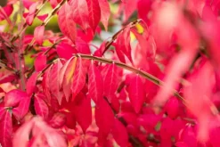 Euonymus alatus (Kardinaalsmuts)