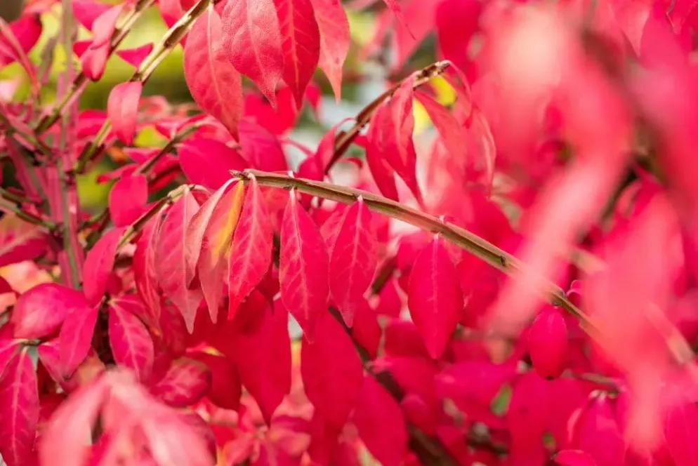 Euonymus alatus (Kardinaalsmuts)