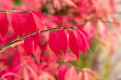Euonymus alatus (Kardinaalsmuts)