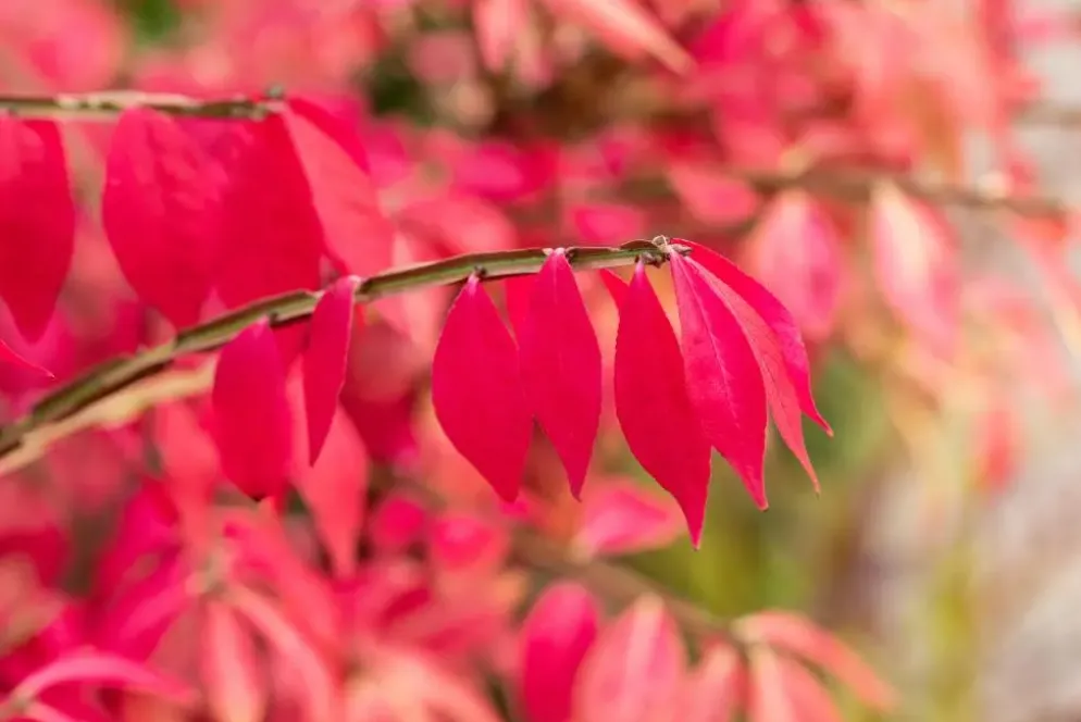 Euonymus alatus (Kardinaalsmuts)