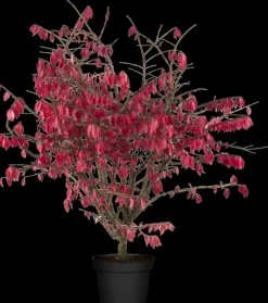 Euonymus alatus (Kardinaalsmuts)