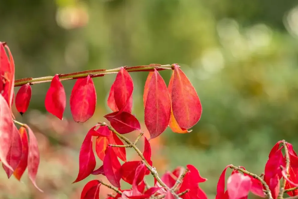 Euonymus alatus (Kardinaalsmuts)