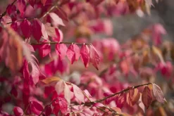 Euonymus alatus (Kardinaalsmuts)