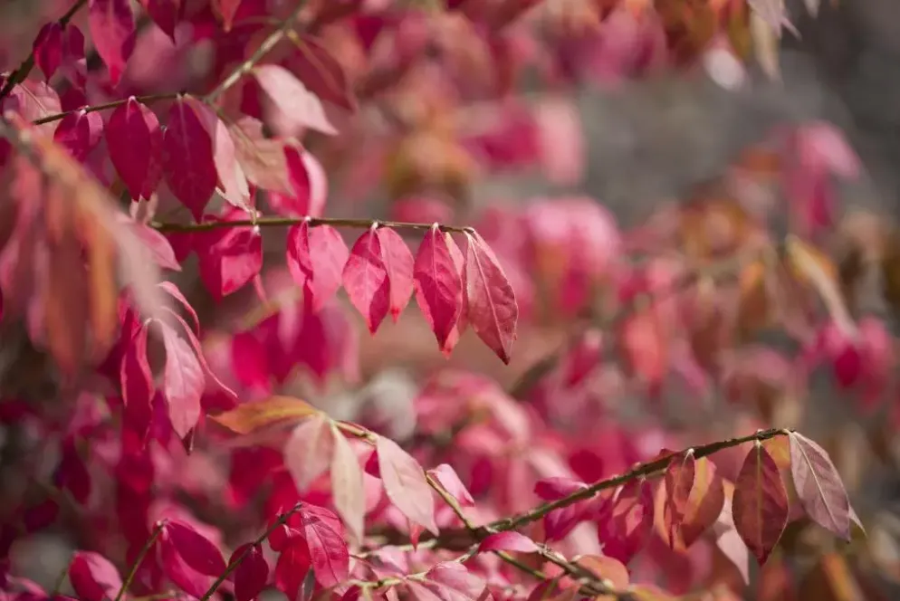 Euonymus alatus (Kardinaalsmuts)