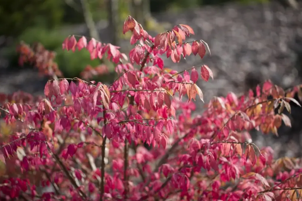 Euonymus alatus (Kardinaalsmuts)
