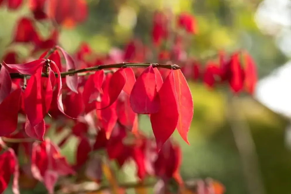 Euonymus alatus (Kardinaalsmuts)