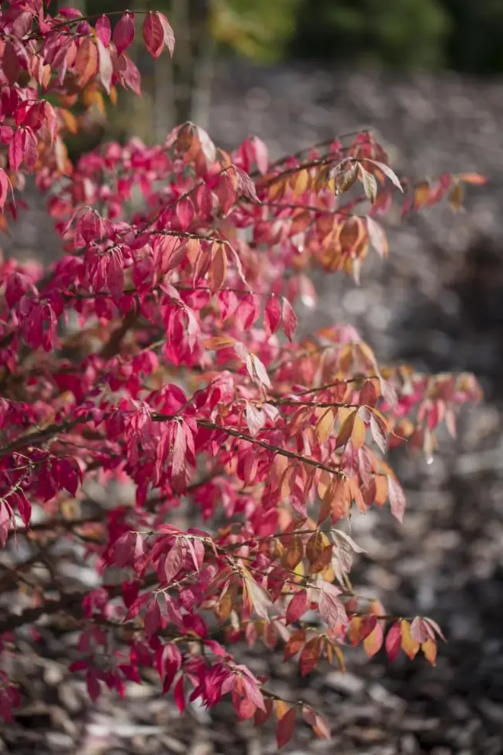 Euonymus alatus (Kardinaalsmuts)