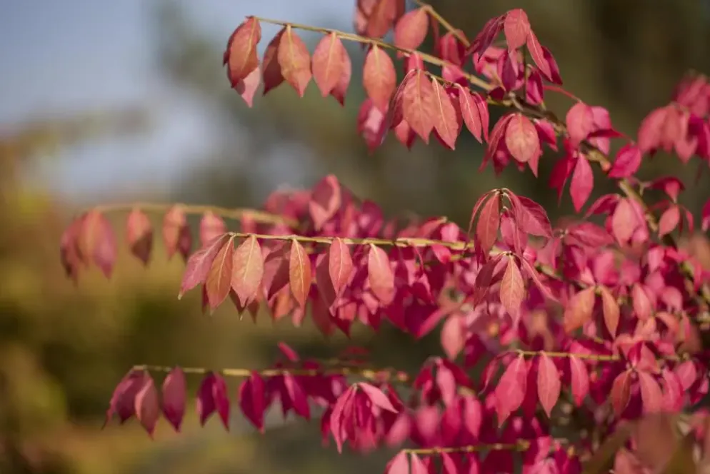Euonymus alatus (Kardinaalsmuts)