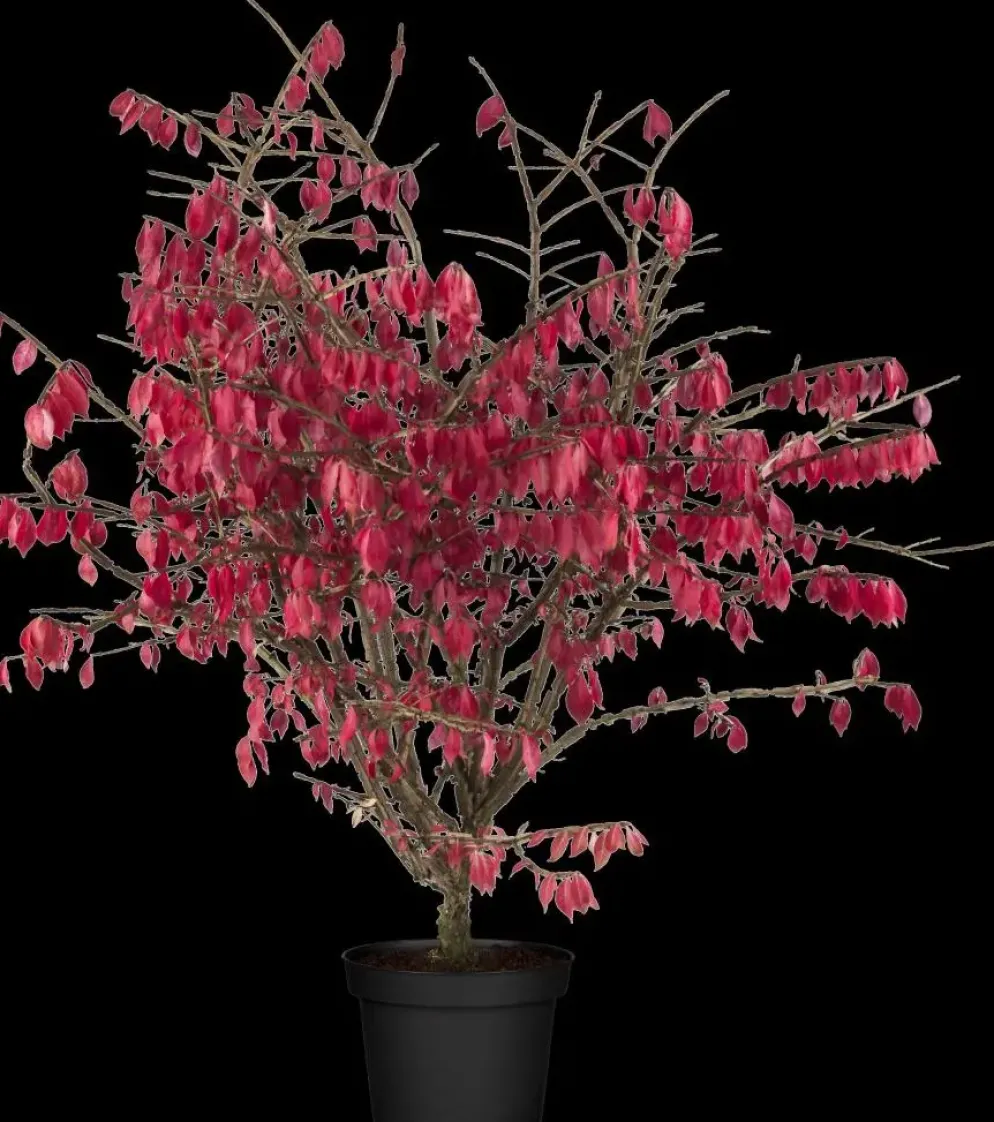 Euonymus alatus (Kardinaalsmuts)