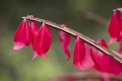 Euonymus alatus (Kardinaalsmuts)