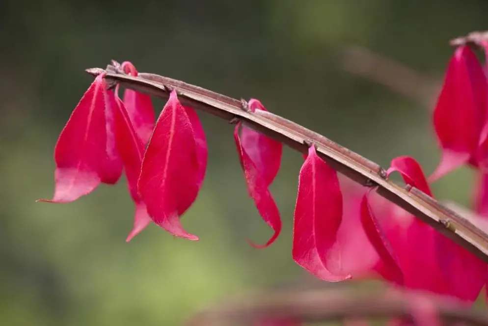 Euonymus alatus (Kardinaalsmuts)