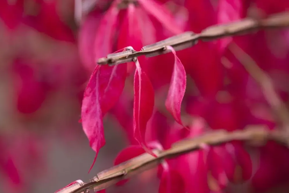 Euonymus alatus (Kardinaalsmuts)