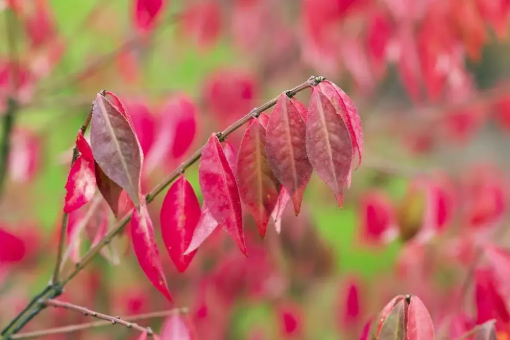 Euonymus alatus (Kardinaalsmuts)