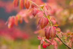Euonymus alatus (Kardinaalsmuts)