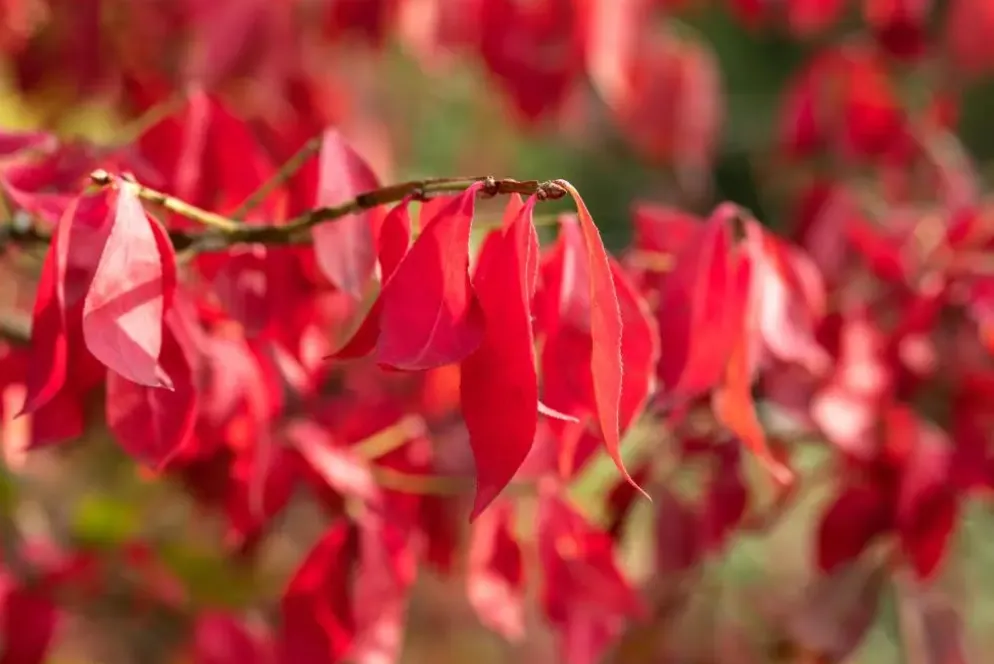 Euonymus alatus (Kardinaalsmuts)