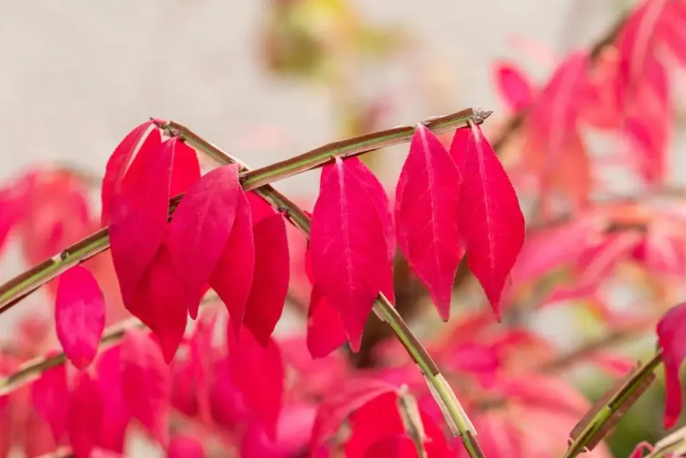 Euonymus alatus (Kardinaalsmuts)