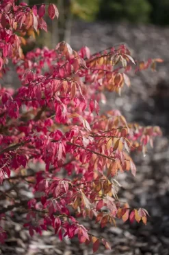 Euonymus alatus (Kardinaalsmuts)