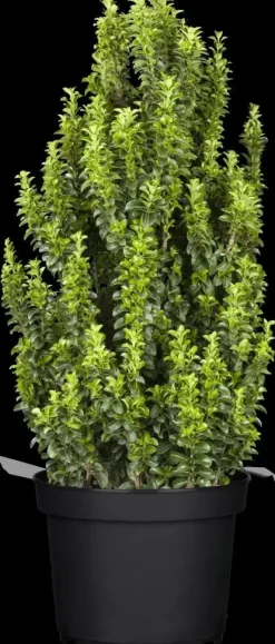 Euonymus japonicus 'Benkomasaki' (Japanse kardinaalshoed 'Benkomasaki')