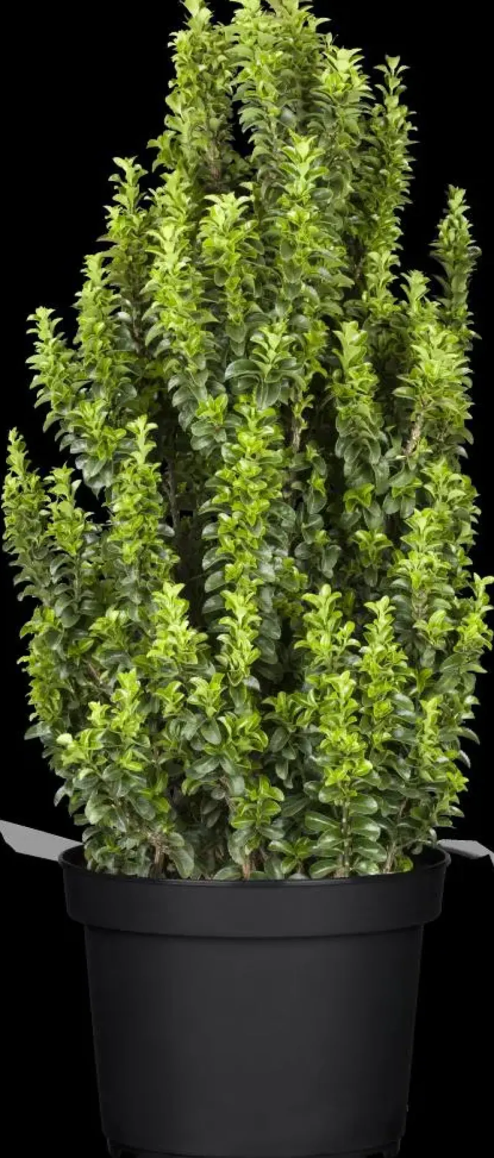 Euonymus japonicus 'Benkomasaki' (Japanse kardinaalshoed 'Benkomasaki')