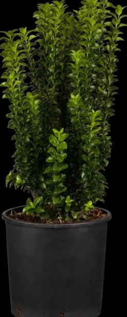 Euonymus japonicus 'Benkomasaki' (Japanse kardinaalshoed 'Benkomasaki')