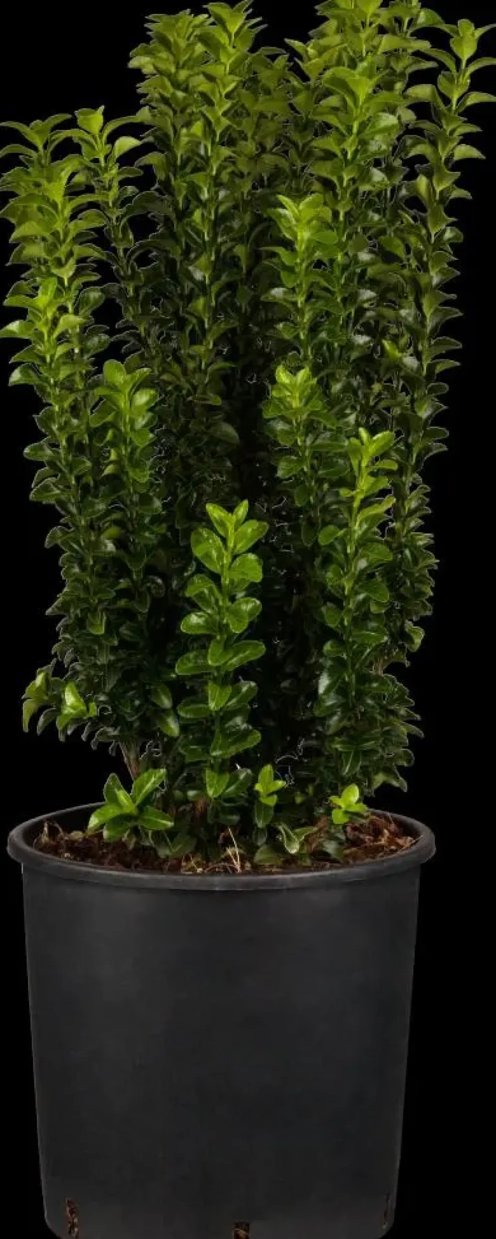 Euonymus japonicus 'Benkomasaki' (Japanse kardinaalshoed 'Benkomasaki')