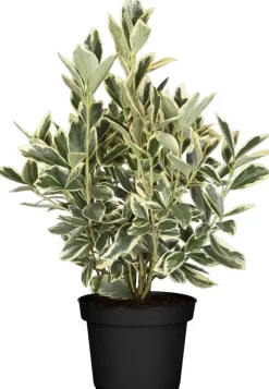 Euonymus japonicus 'Bravo' (Kardinaalsmuts 'Bravo')