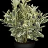 Euonymus japonicus 'Bravo' (Kardinaalsmuts 'Bravo')