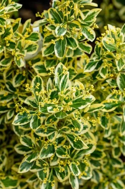 Euonymus japonicus 'Bravo' (Kardinaalsmuts 'Bravo')