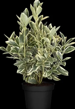 Euonymus japonicus 'Bravo' (Kardinaalsmuts 'Bravo')