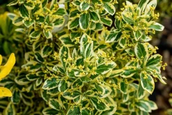 Euonymus japonicus 'Bravo' (Kardinaalsmuts 'Bravo')