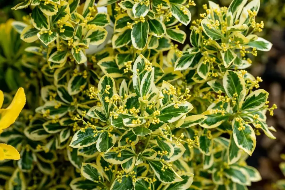 Euonymus japonicus 'Bravo' (Kardinaalsmuts 'Bravo')