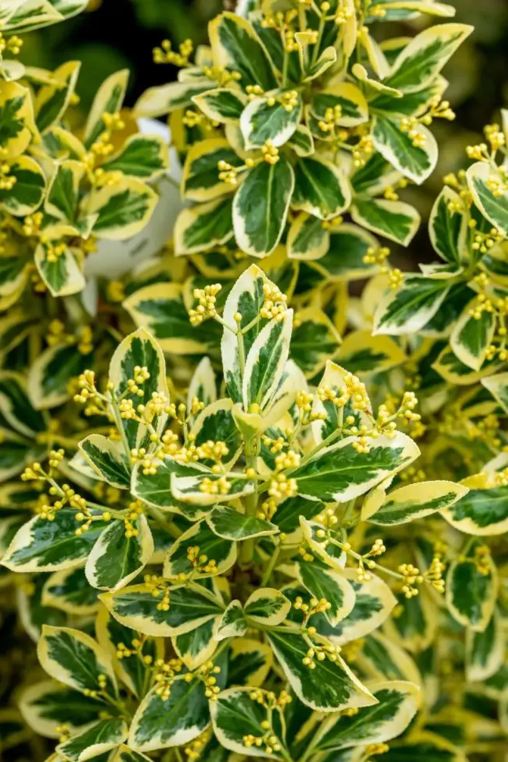 Euonymus japonicus 'Bravo' (Kardinaalsmuts 'Bravo')