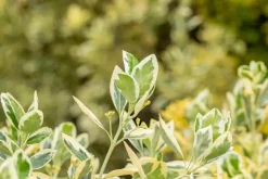 Euonymus japonicus 'Bravo' (Kardinaalsmuts 'Bravo')