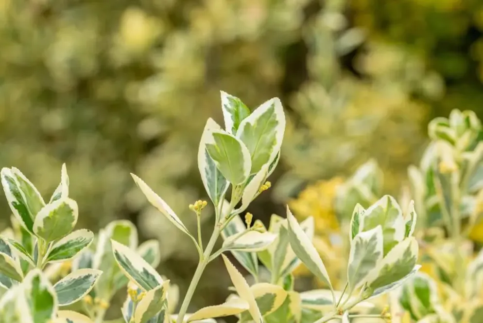 Euonymus japonicus 'Bravo' (Kardinaalsmuts 'Bravo')
