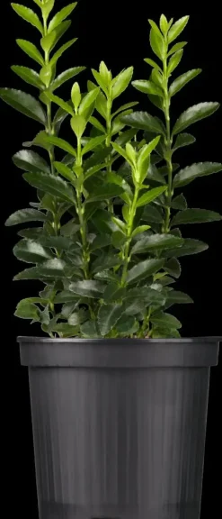 Euonymus japonicus 'Green Spire' (Kardinaalsmuts 'Green Spire')