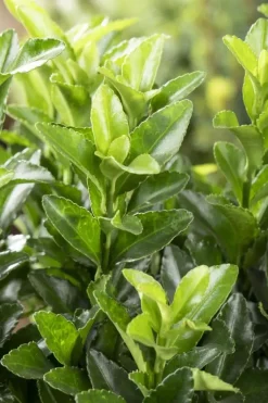 Euonymus japonicus 'Green Spire' (Kardinaalsmuts 'Green Spire')
